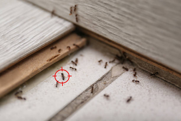 Best Local Pest Control Services  in Highgrove, CA