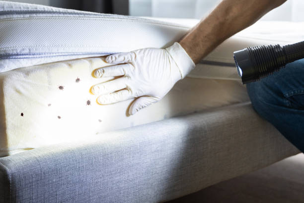Best Ant Control Services  in Highgrove, CA