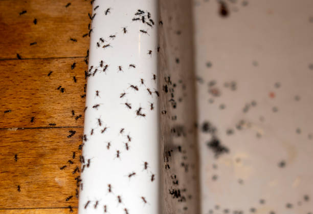Pest Prevention Services in Highgrove, CA